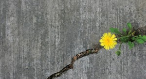 dandelion-sidewalk-crack